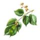 Herbal Remedies For Eczema 